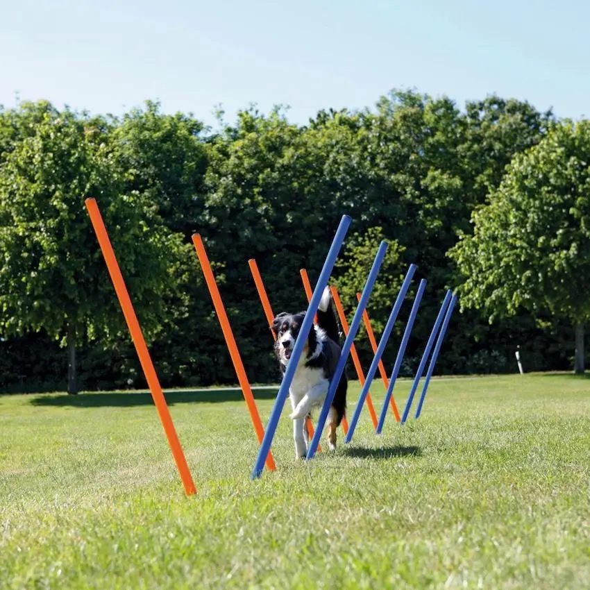 Dog Activity Agility Slalom