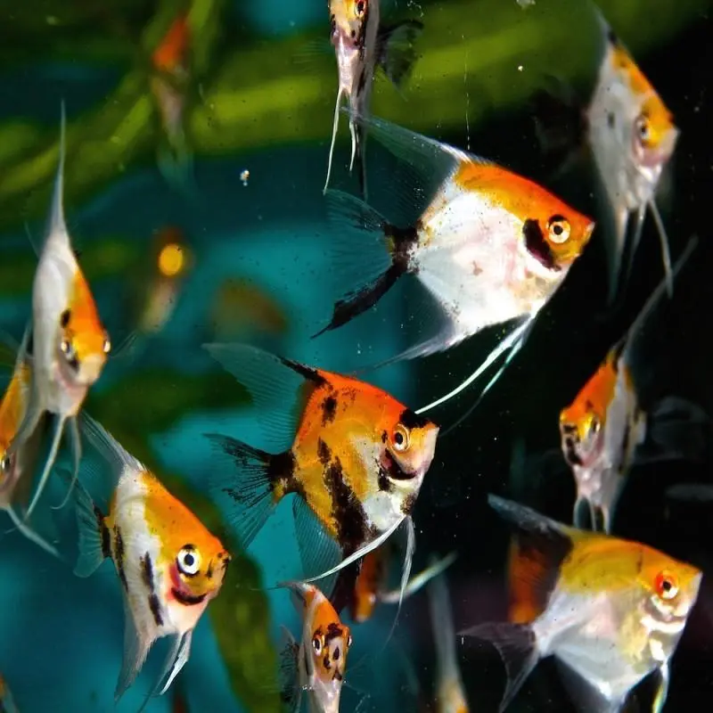 Koi Scalar