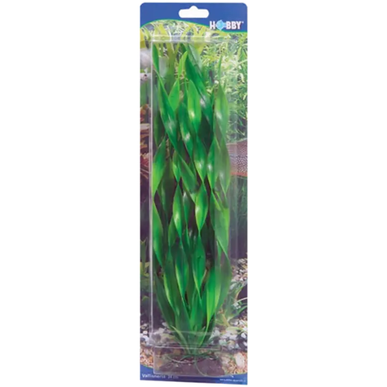 Vallisneria