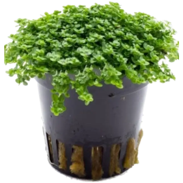 Hemianthus callitrichoides