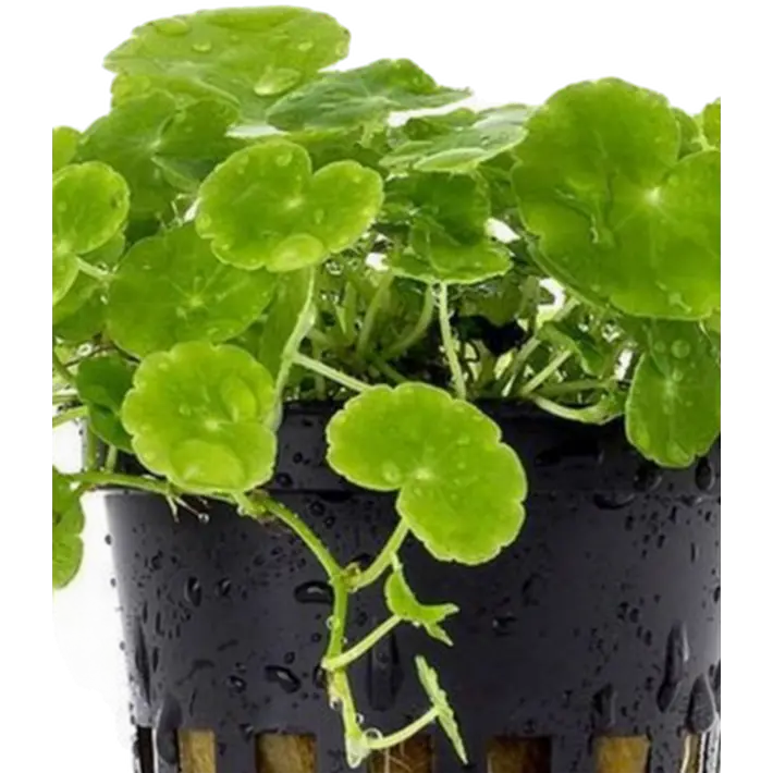 Hydrocotyle leucocephala