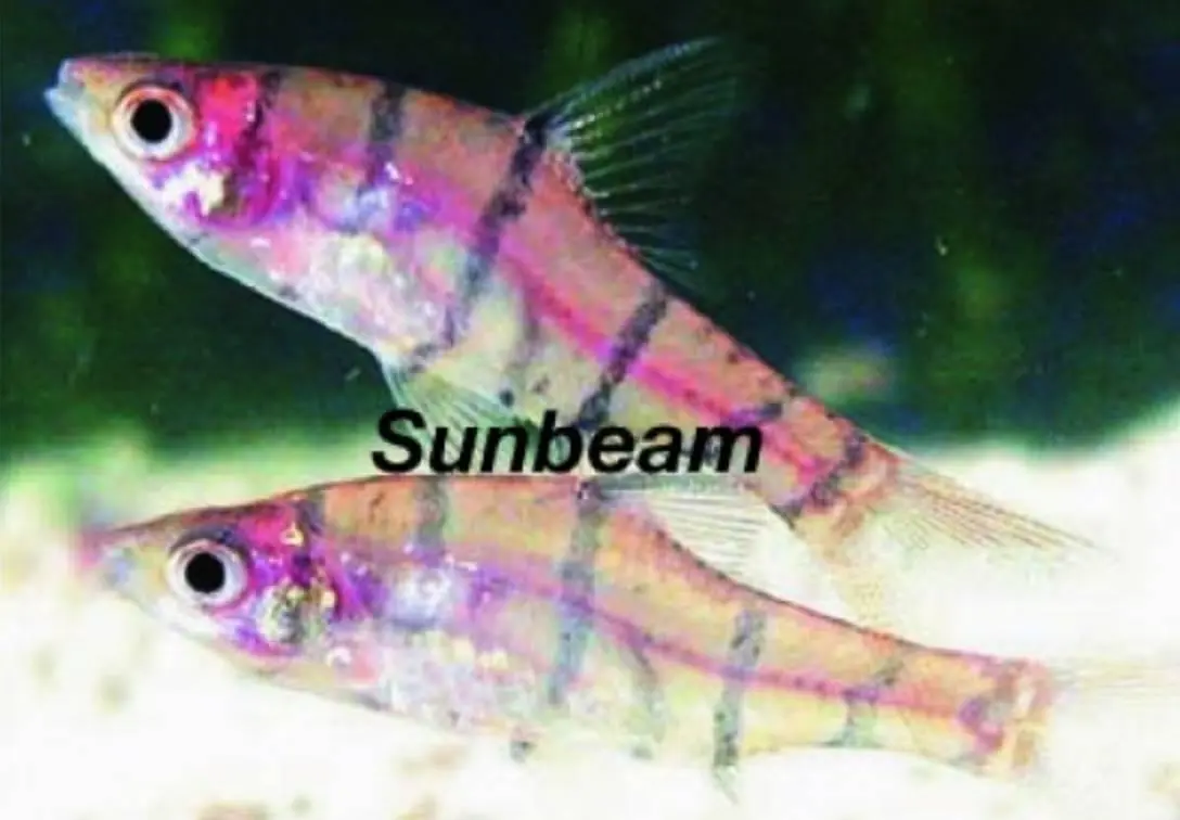 Fembandsbarb