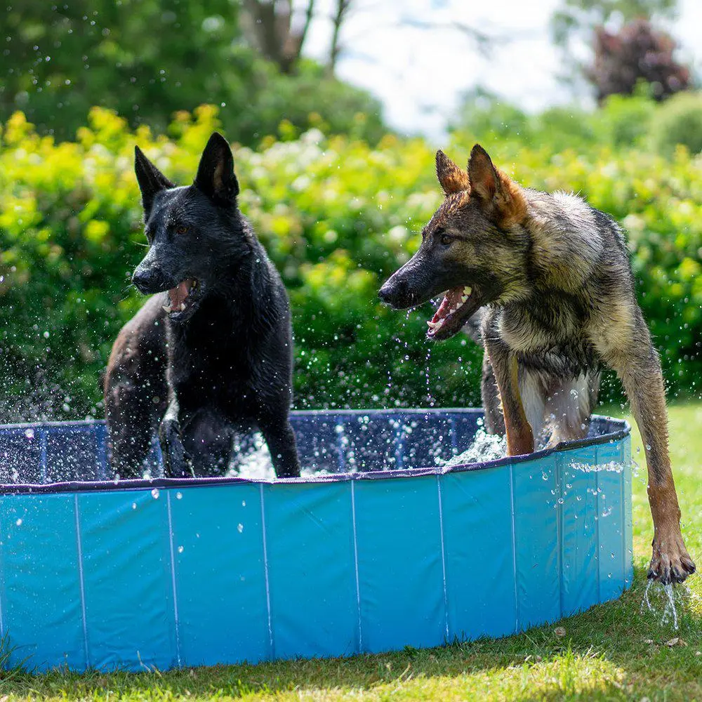 Dog Pool Blå