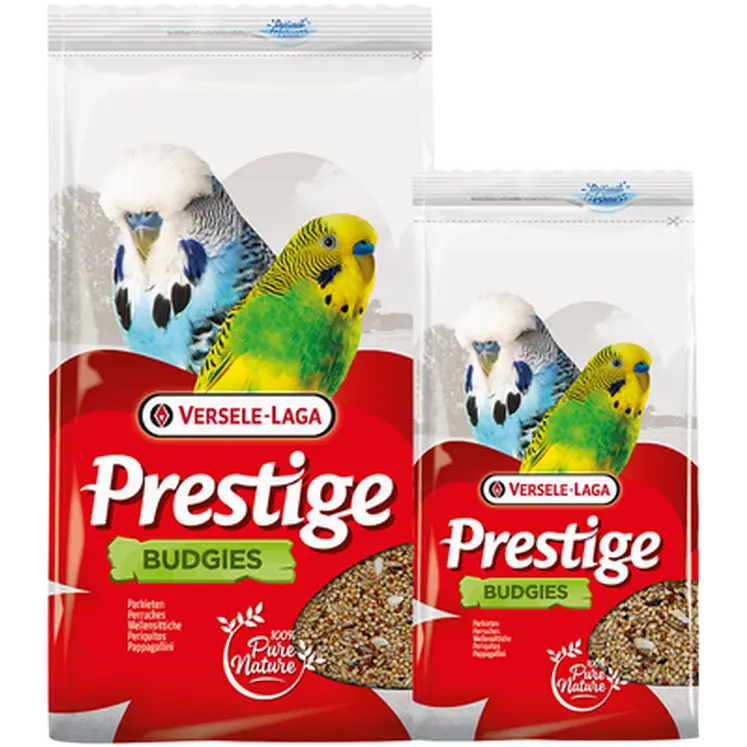 Prestige Budgie (Undulat)
