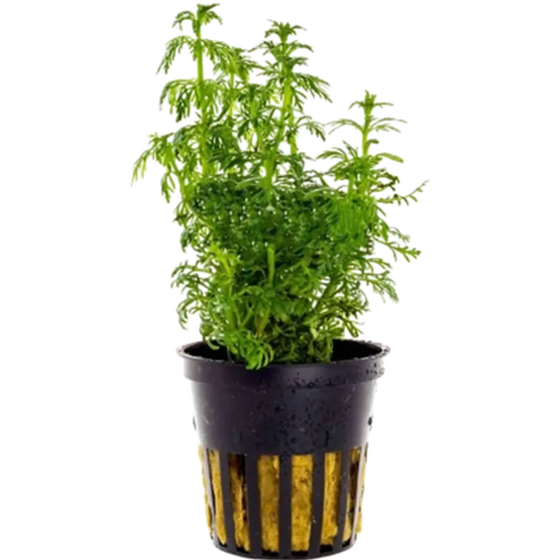 Limnophila heterophylla
