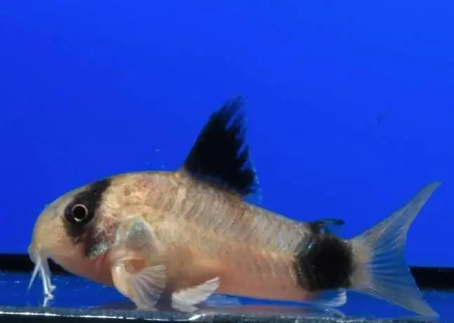 Panda Pansarmal