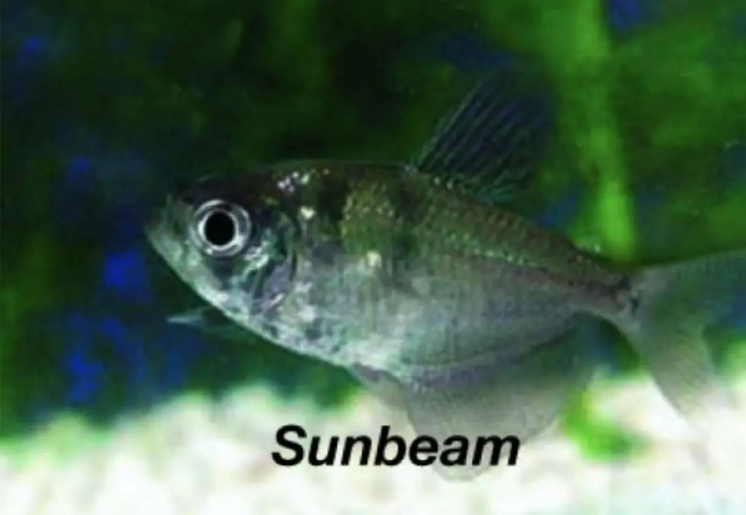 Sorgmanteltetra