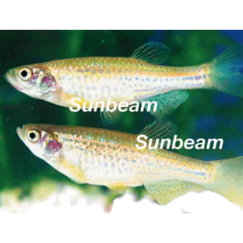 Leopard Danio