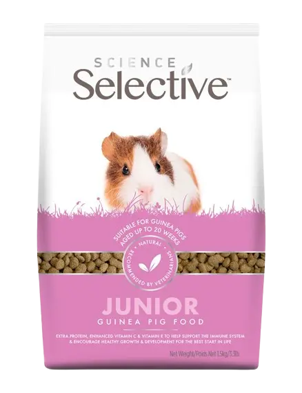 Junior Guinea Pig