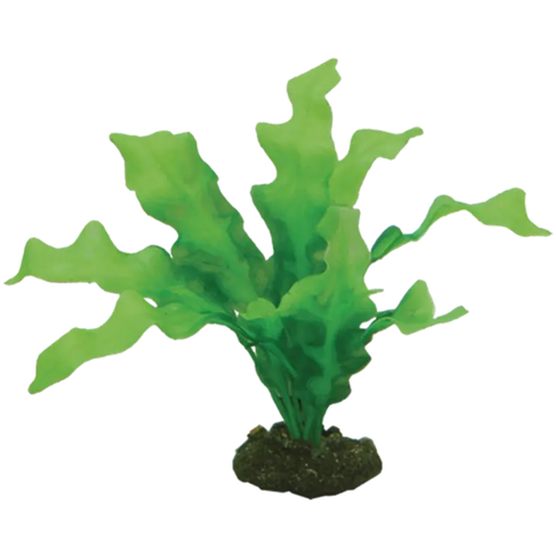 Echinodrus