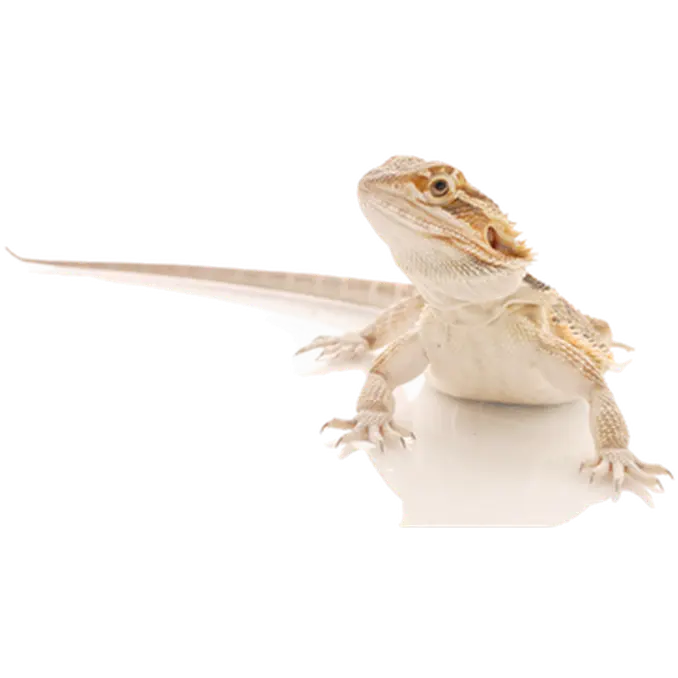 Reptil: Skägg-Agam Medium