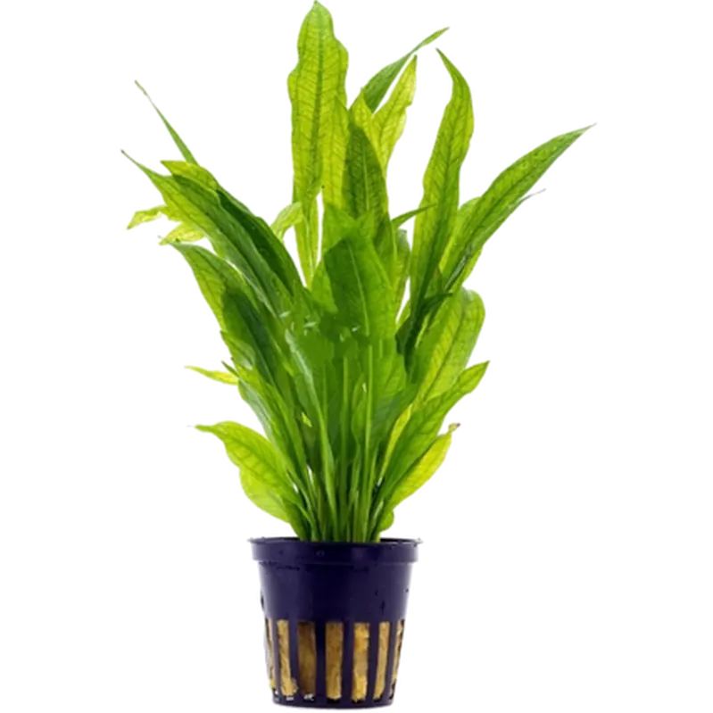 Echinodorus grisebachii 'Bleherae'