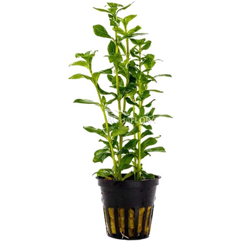 Hygrophila polysperma