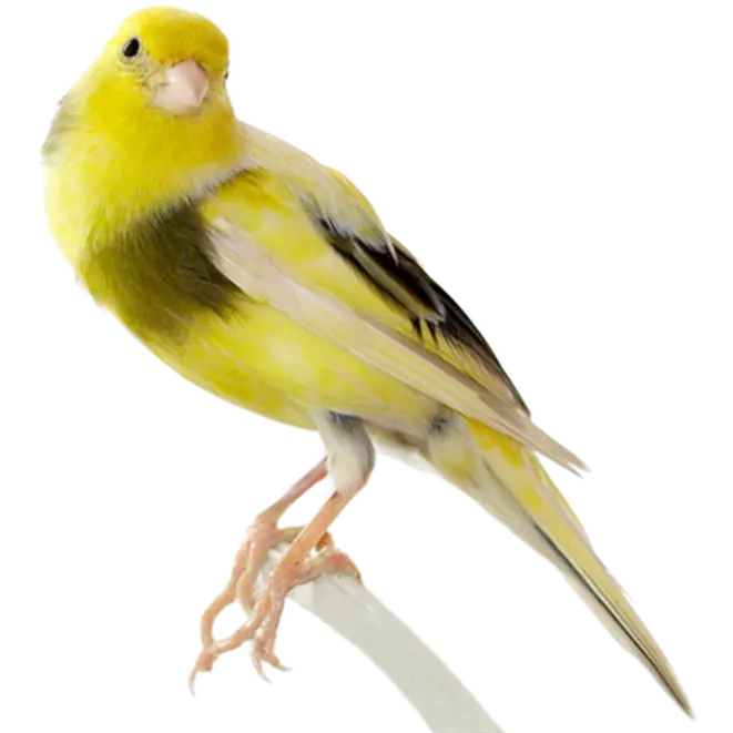 Fågel: Kanarie (Brokig)