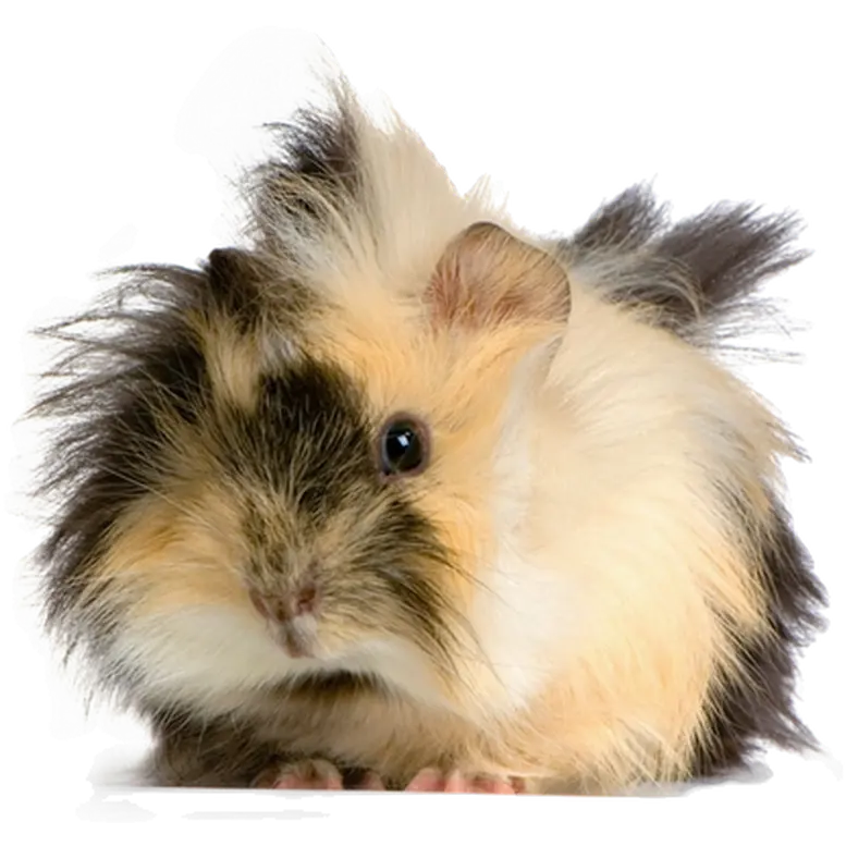Djur: Marsvin Cavia porcellus
