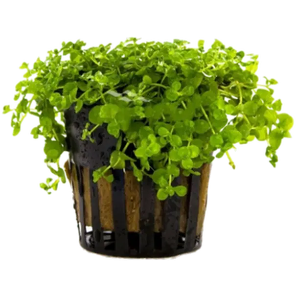 Micranthemum sp. 'Monte Carlo'
