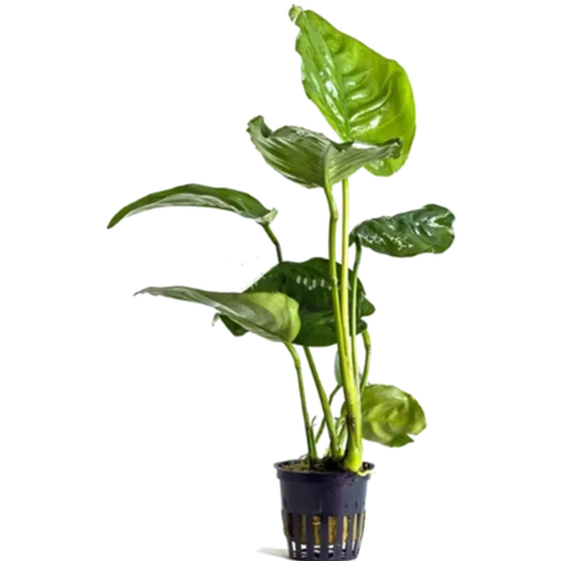 Anubias barteri