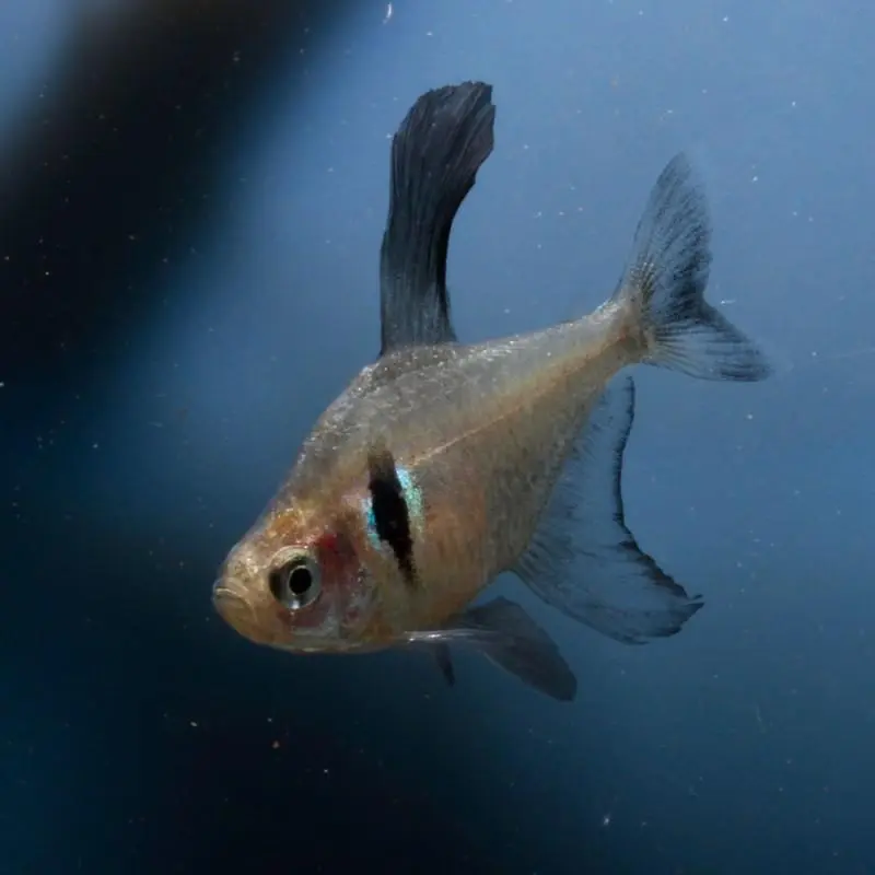 fantomtetra Svart