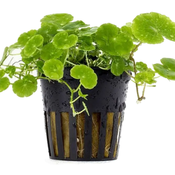 Hydrocotyle leucocephala