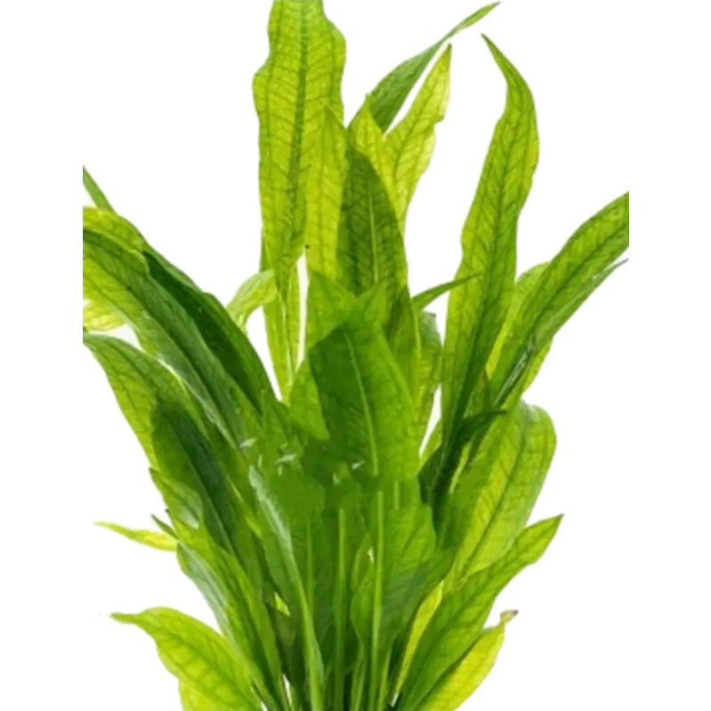 Echinodorus grisebachii 'Bleherae'