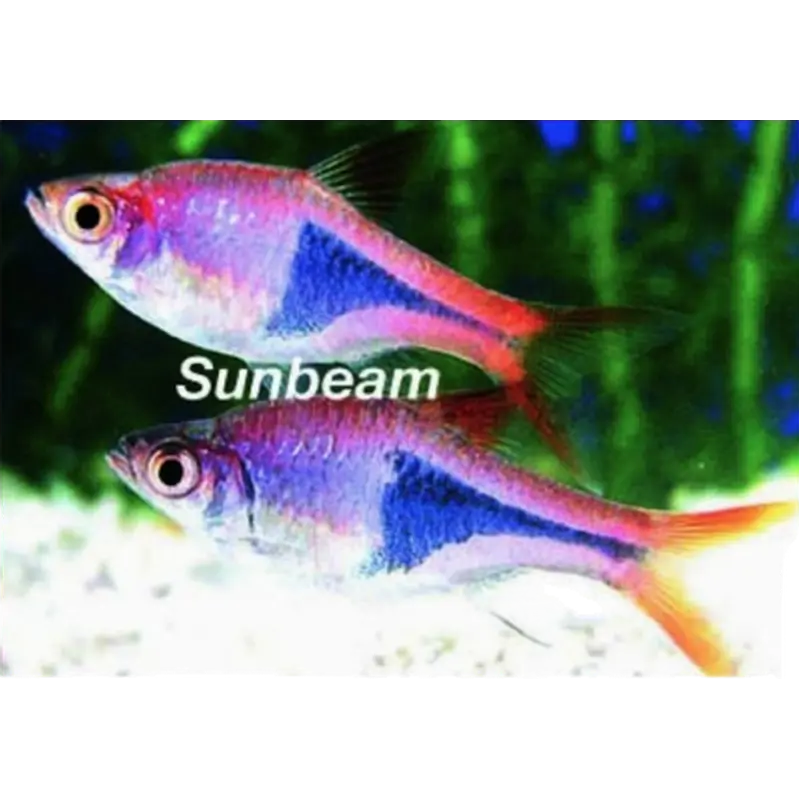 Kilfläcksrasbora