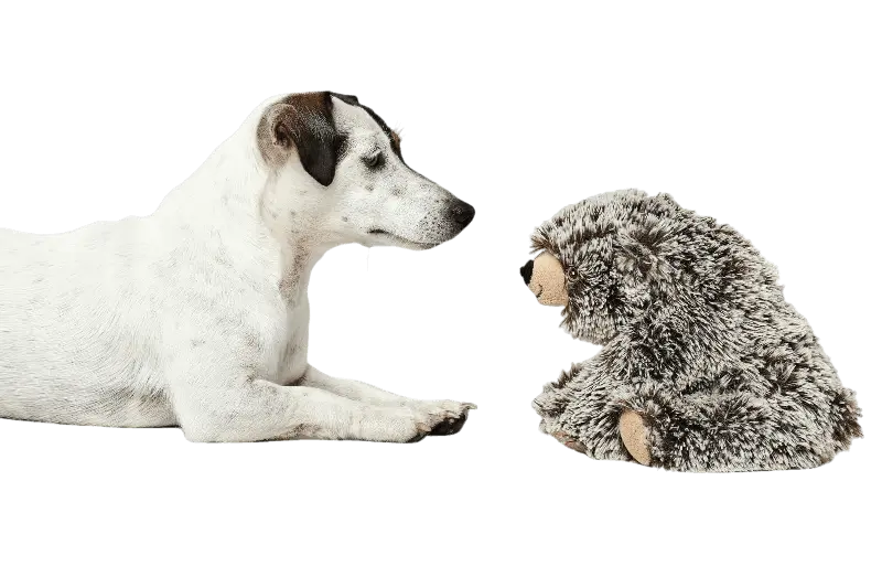 Toy Dog Faro Bear