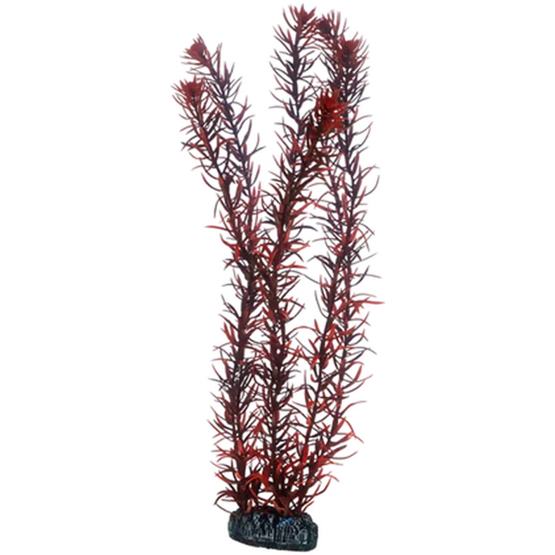 Eusteralis