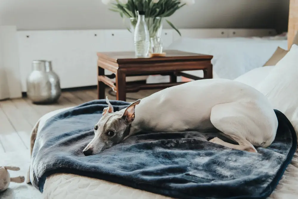Dog & Cat Blanket Konstanz