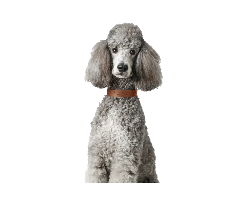 Hundhalsband Aalborg Soul Svart