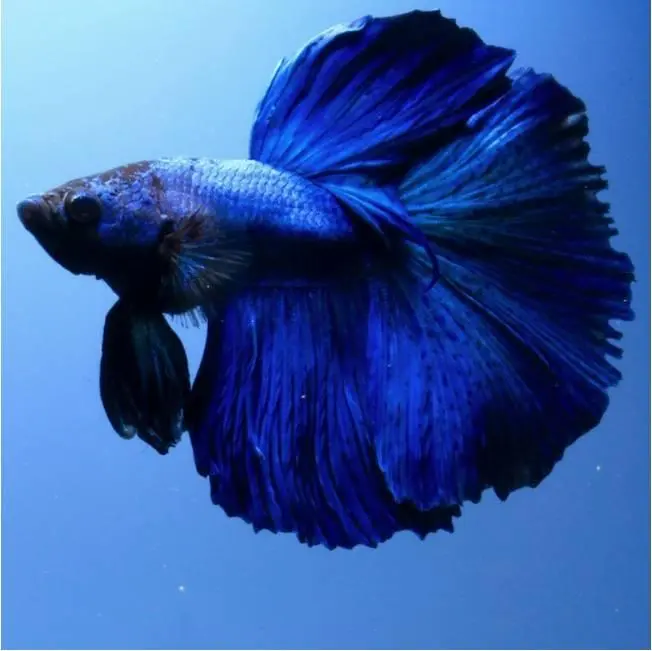 Half Moon - Betta splendens