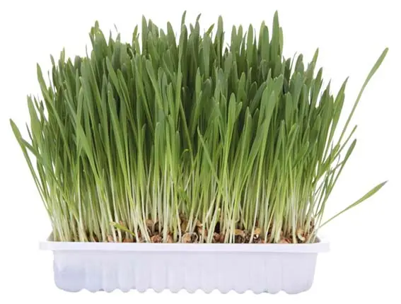 Kattgräs refill