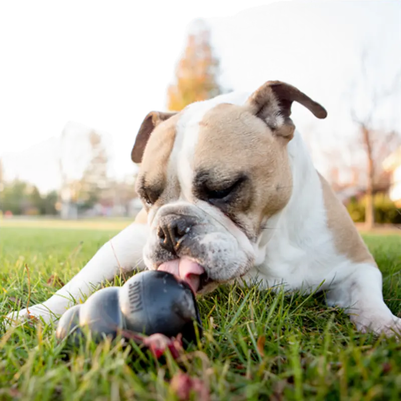 Extreme Rubber Dog Toys