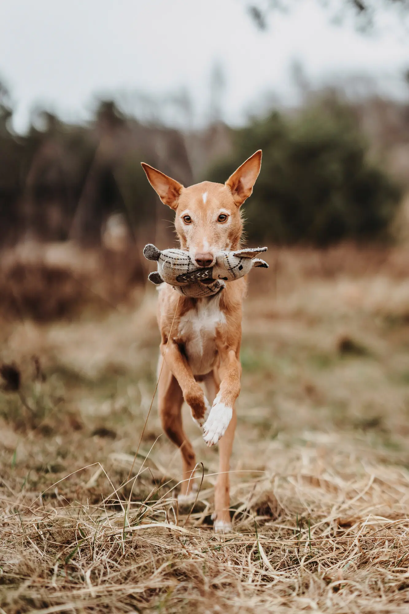 Toy Dog Billund Fox