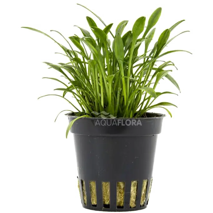Cryptocoryne Parva