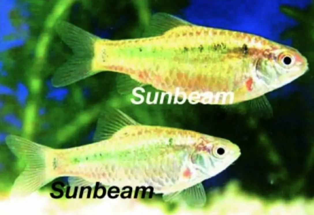Guldbarb