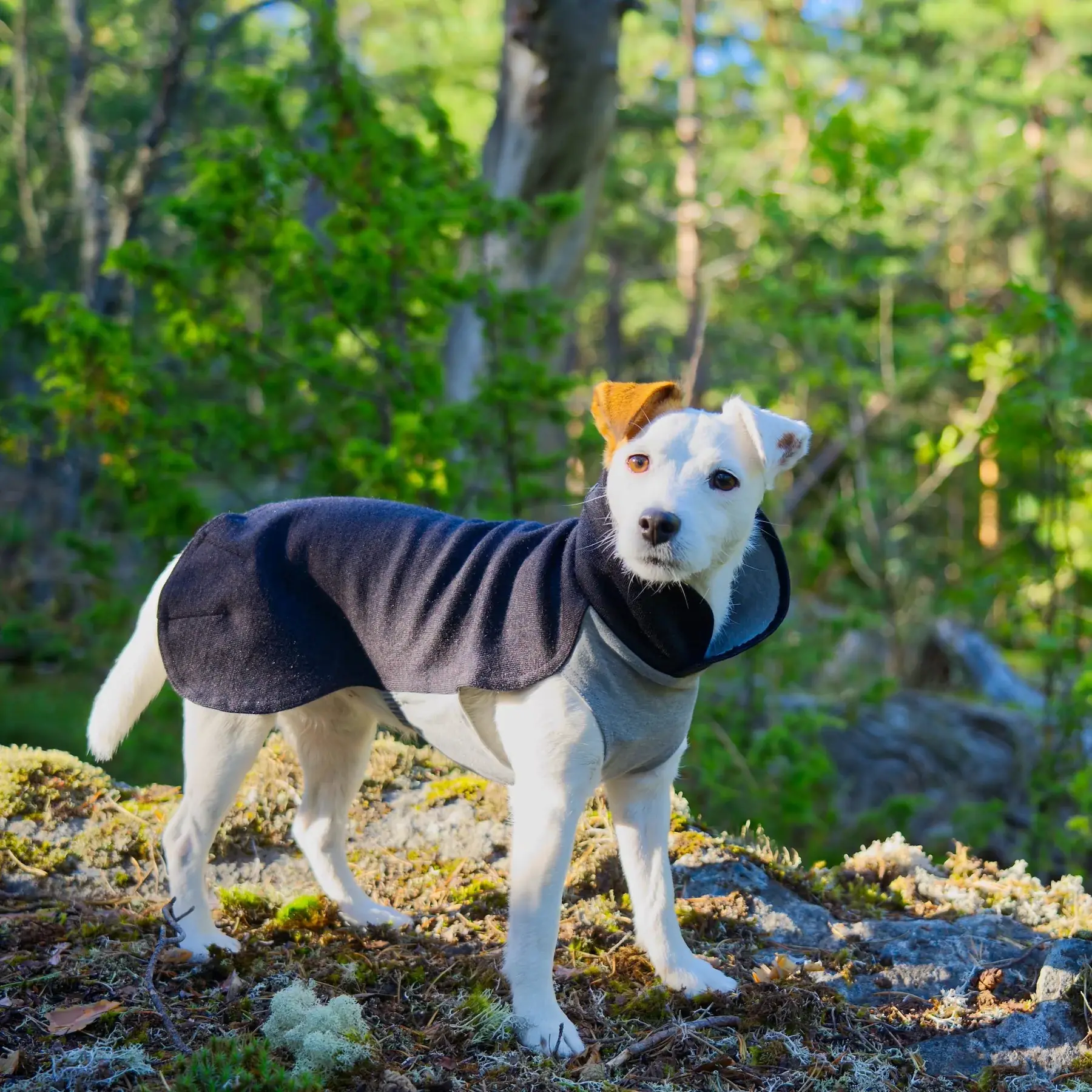 Recovery Vintertäcke Hund Grå