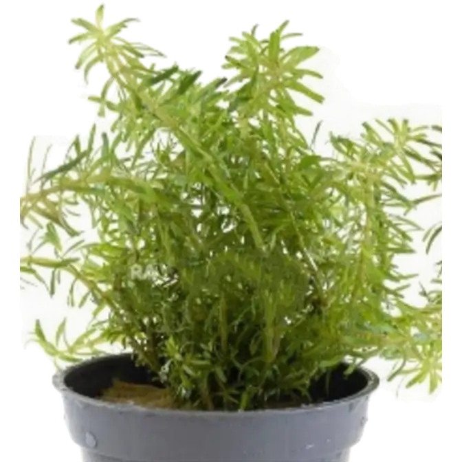 Rotala walichii