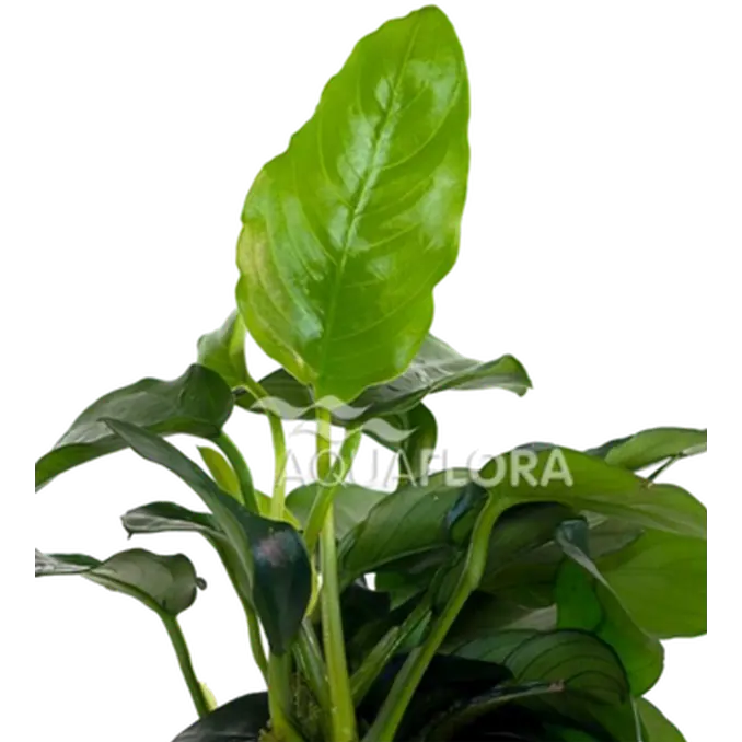 Anubias barteri Var. Nana